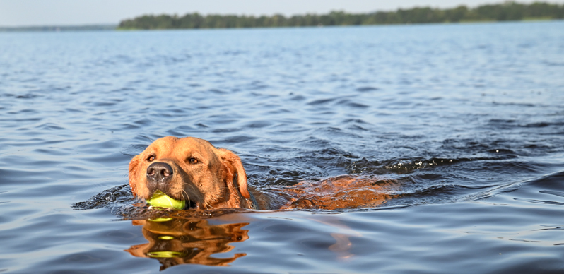 Hund som badar